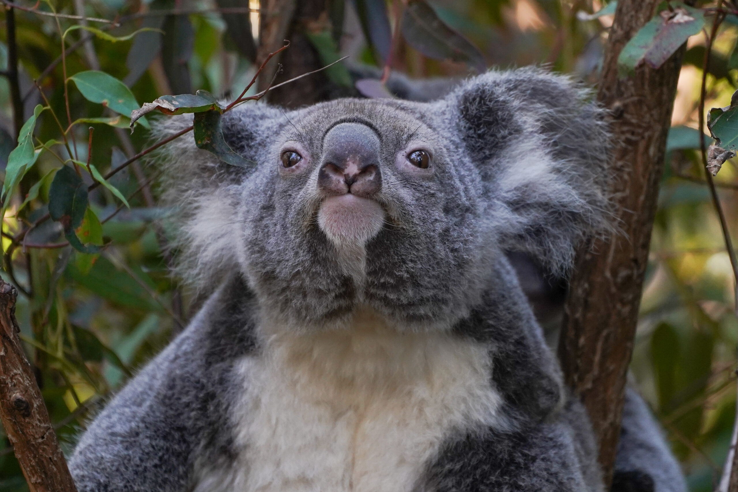 Australia’s Mandatory Ransomware Reporting law: what it means for MSPs and IT Leaders